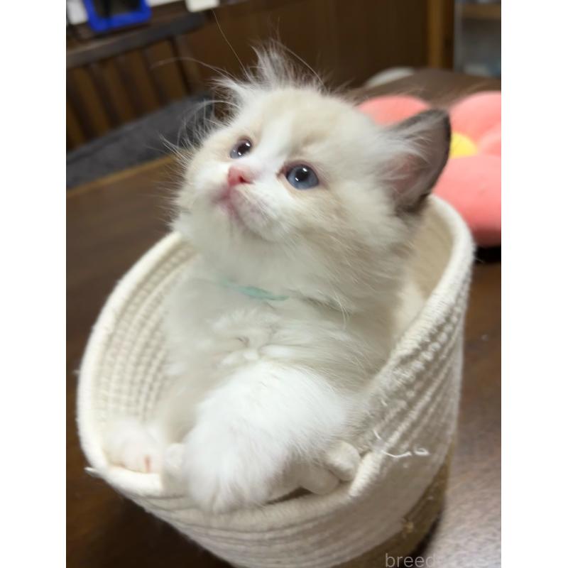 販売中の東京都のラグドール-135120の5枚目