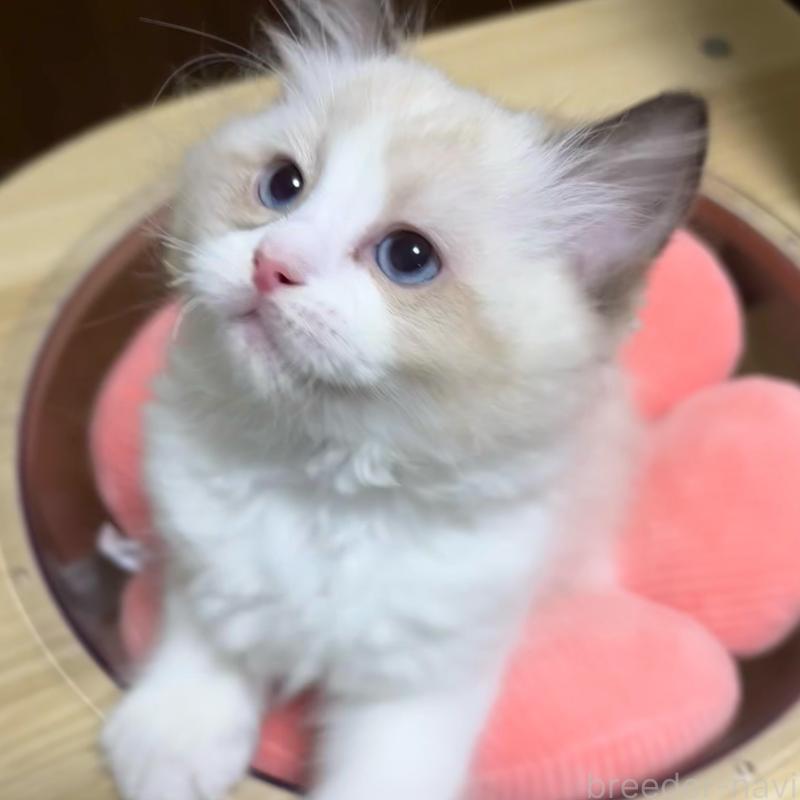 販売中の東京都のラグドール-135120の4枚目