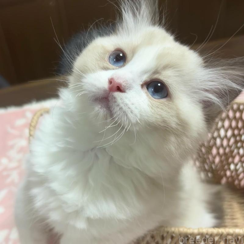 販売中の東京都のラグドール-135120の2枚目