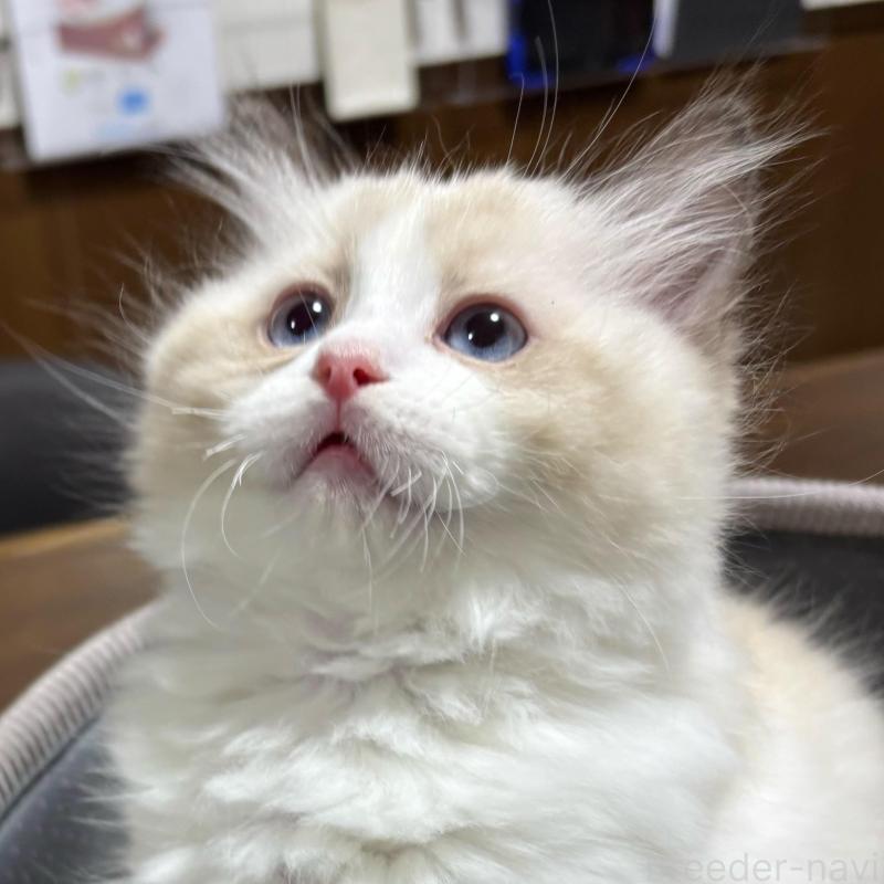 販売中の東京都のラグドール-135120