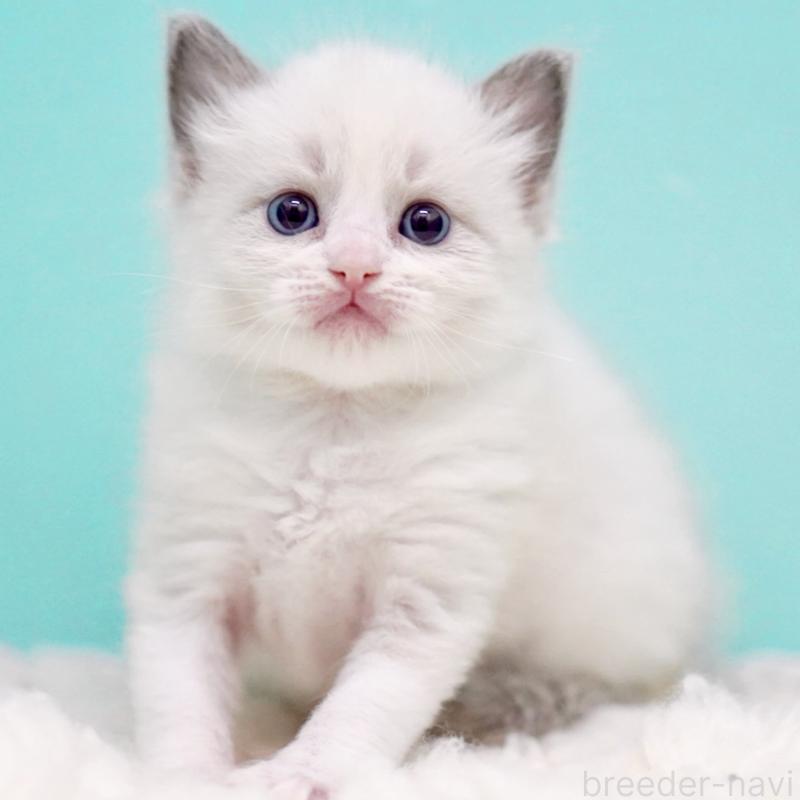 販売中の東京都のラグドール-135121