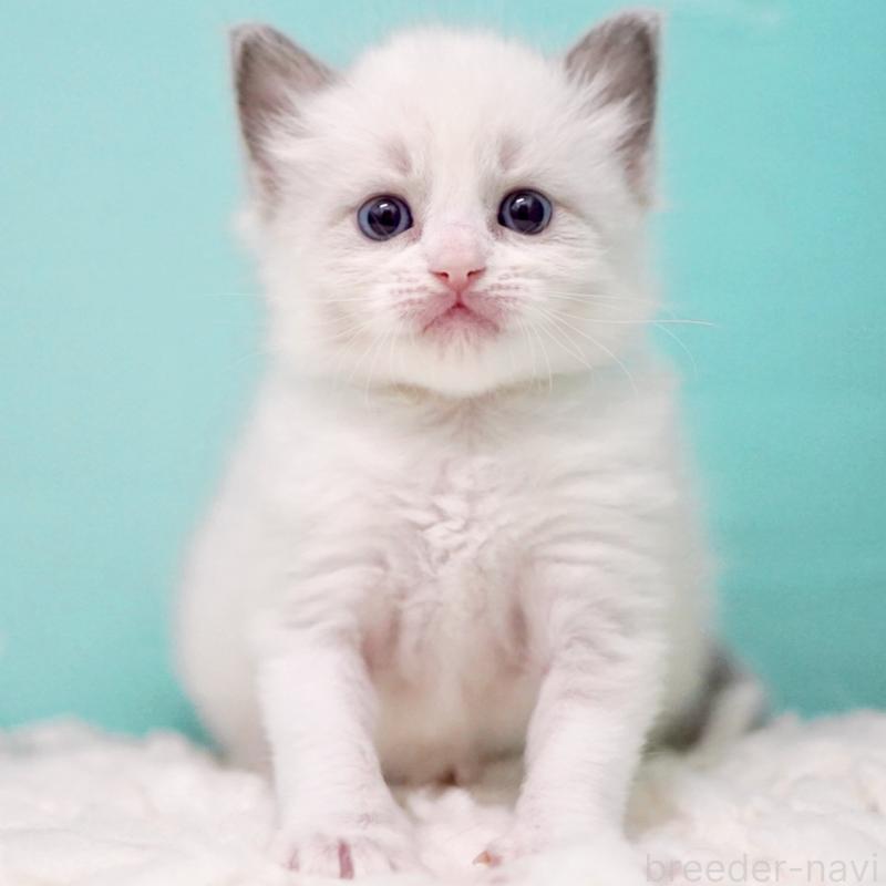 販売中の東京都のラグドール-135121の15枚目