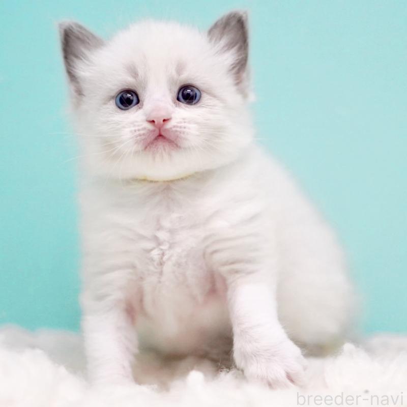 販売中の東京都のラグドール-135121の14枚目