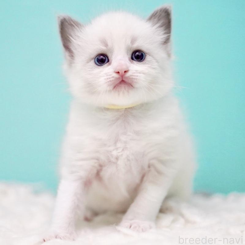 販売中の東京都のラグドール-135121の13枚目