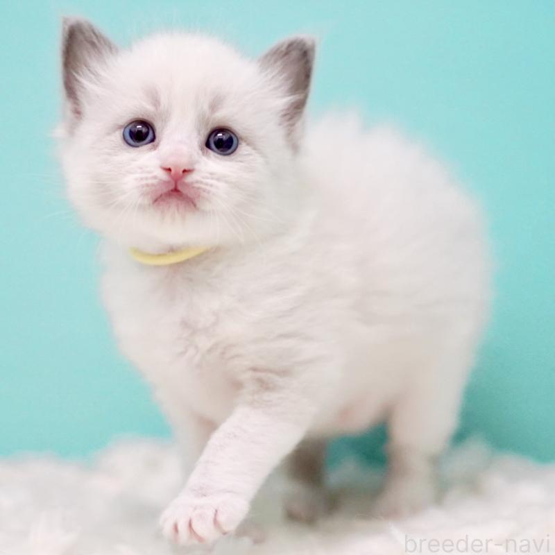 販売中の東京都のラグドール-135121の12枚目