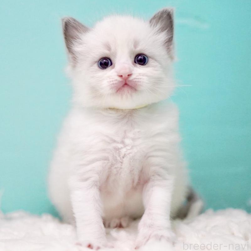 販売中の東京都のラグドール-135121の11枚目