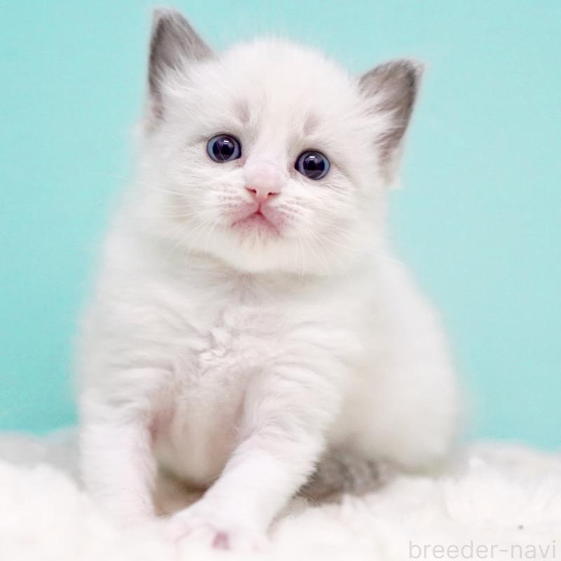 販売中の東京都のラグドール-135121の10枚目