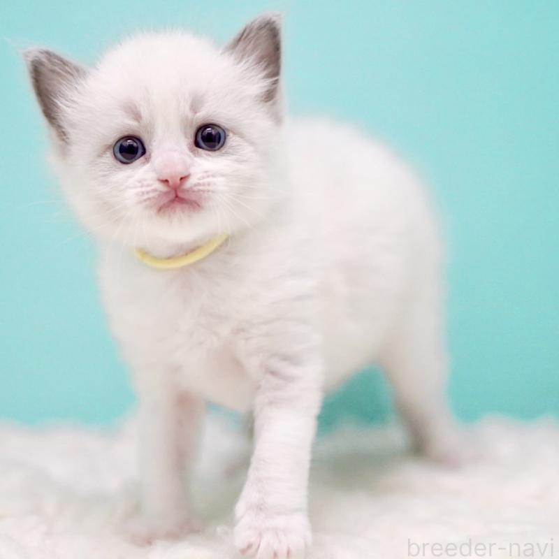 販売中の東京都のラグドール-135121の9枚目