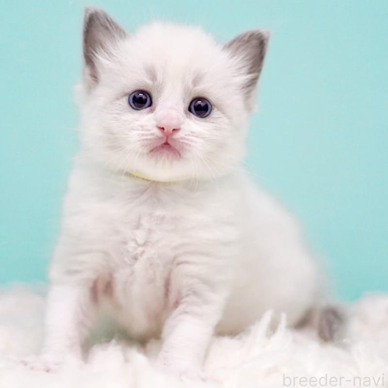 販売中の東京都のラグドール-135121の8枚目