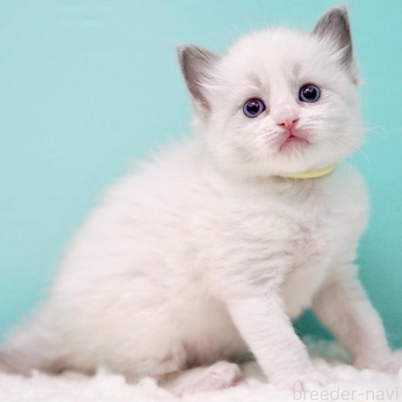 販売中の東京都のラグドール-135121の7枚目