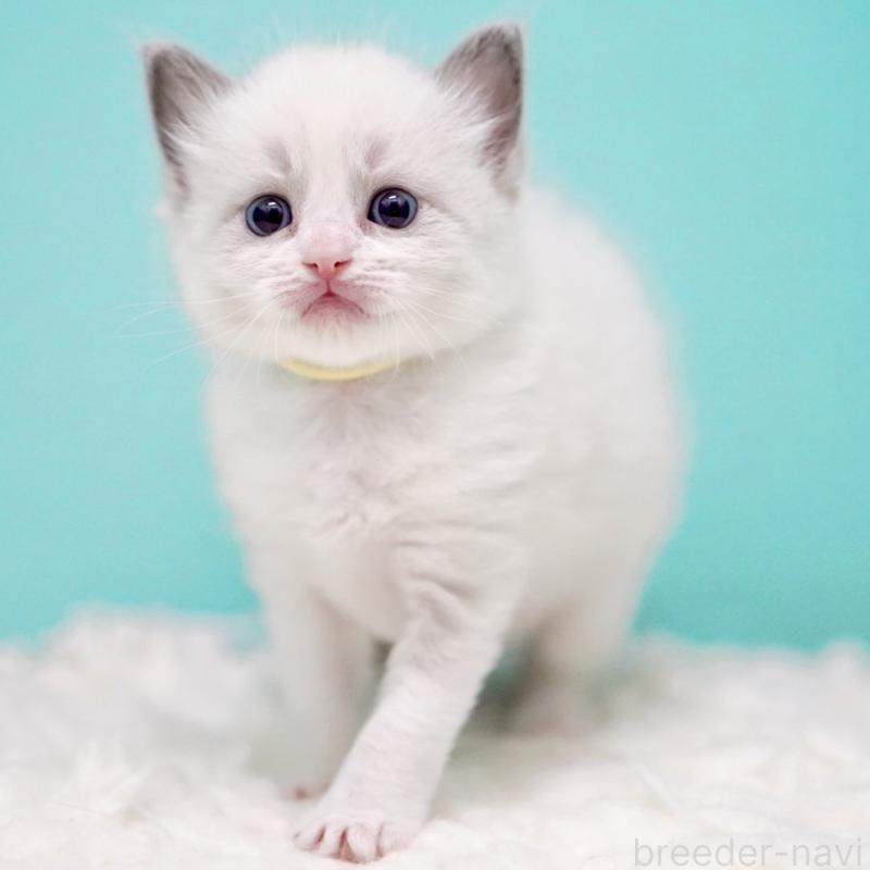 販売中の東京都のラグドール-135121の6枚目