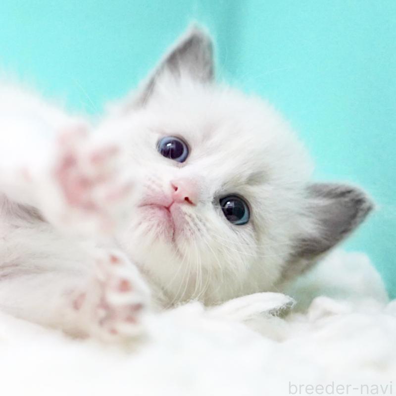 販売中の東京都のラグドール-135121の5枚目