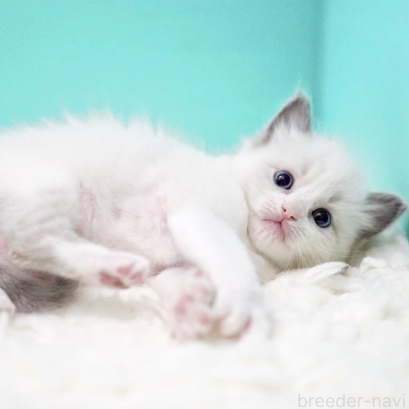 販売中の東京都のラグドール-135121の4枚目