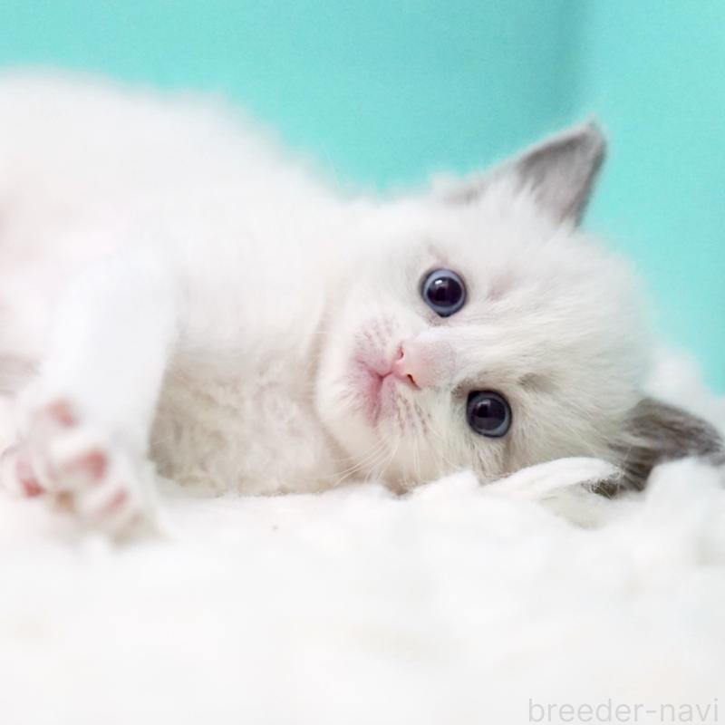 販売中の東京都のラグドール-135121の3枚目