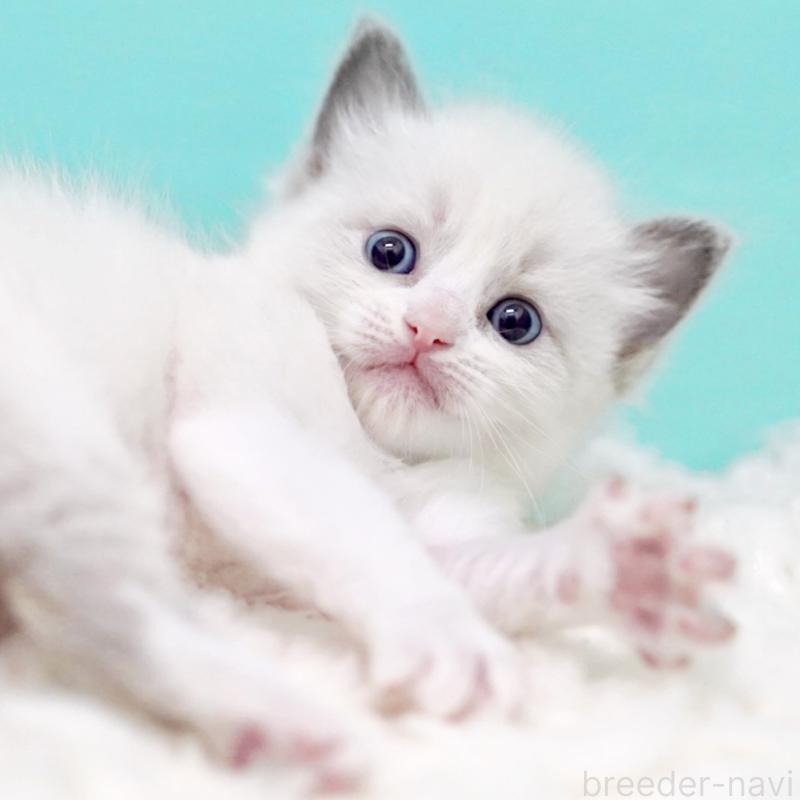 販売中の東京都のラグドール-135121の2枚目