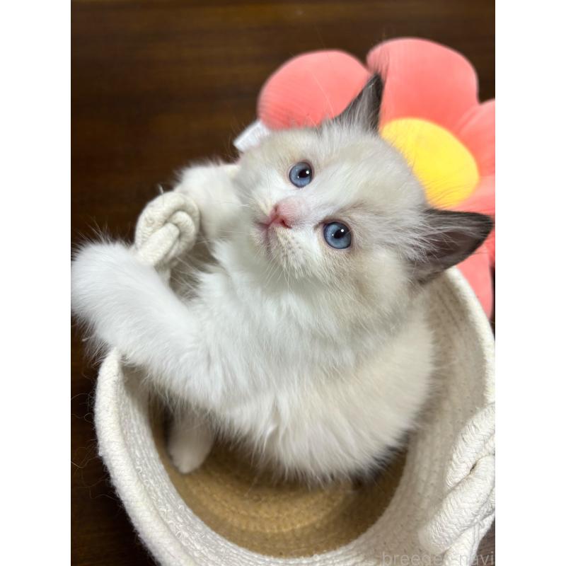 販売中の東京都のラグドール-135122の6枚目