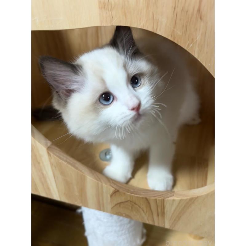 販売中の東京都のラグドール-135122の5枚目