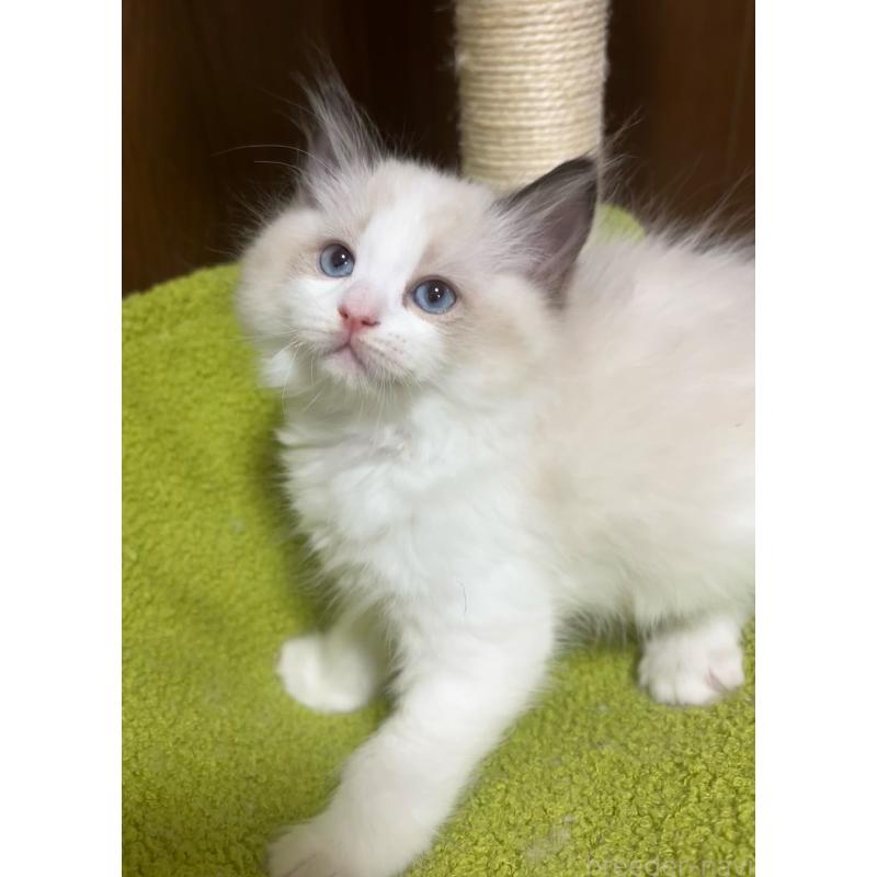 販売中の東京都のラグドール-135122の4枚目