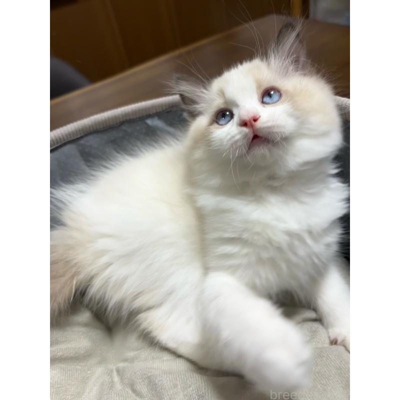 販売中の東京都のラグドール-135122の3枚目