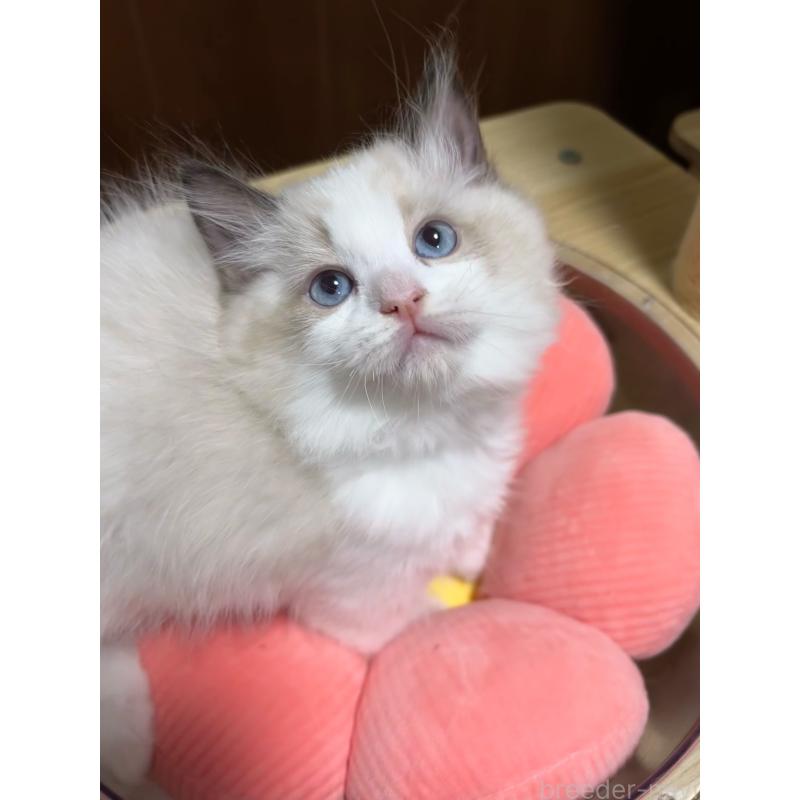 販売中の東京都のラグドール-135122の2枚目