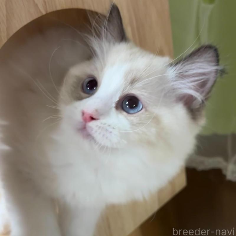 販売中の東京都のラグドール-135122の1枚目