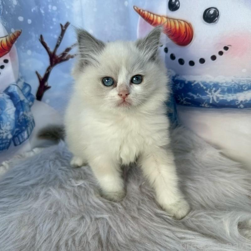 販売中の群馬県のラグドール-135124の7枚目