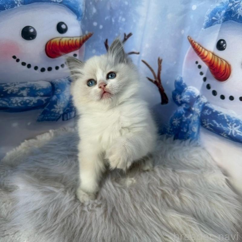 販売中の群馬県のラグドール-135124の6枚目