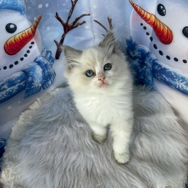 販売中の群馬県のラグドール-135124の5枚目