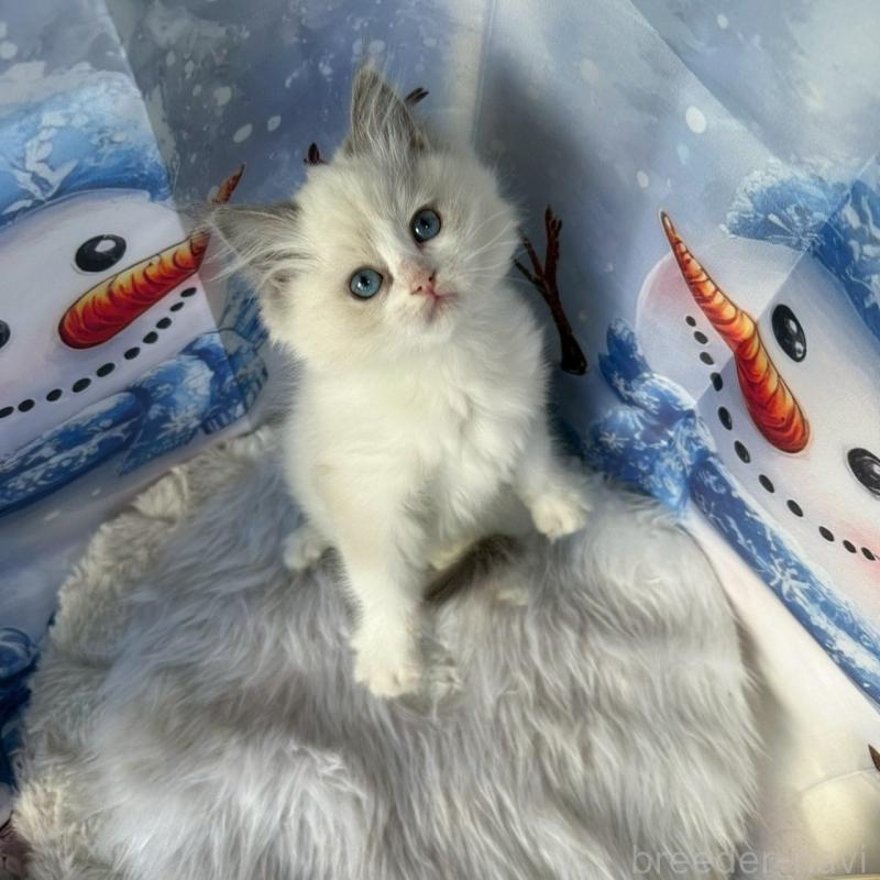 販売中の群馬県のラグドール-135124の4枚目