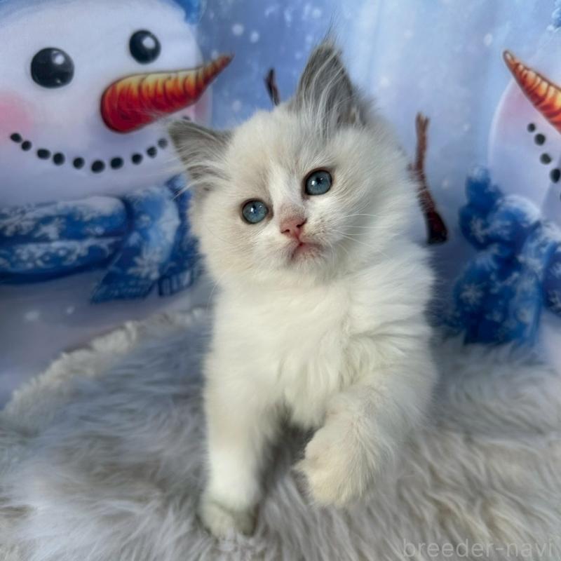 販売中の群馬県のラグドール-135124の3枚目