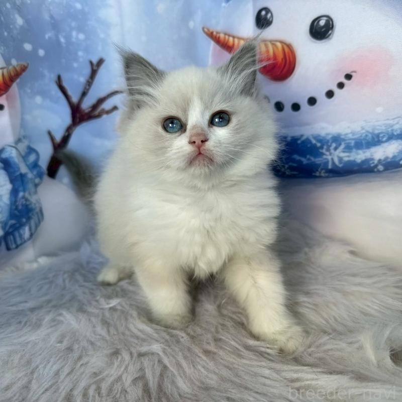 販売中の群馬県のラグドール-135124の2枚目