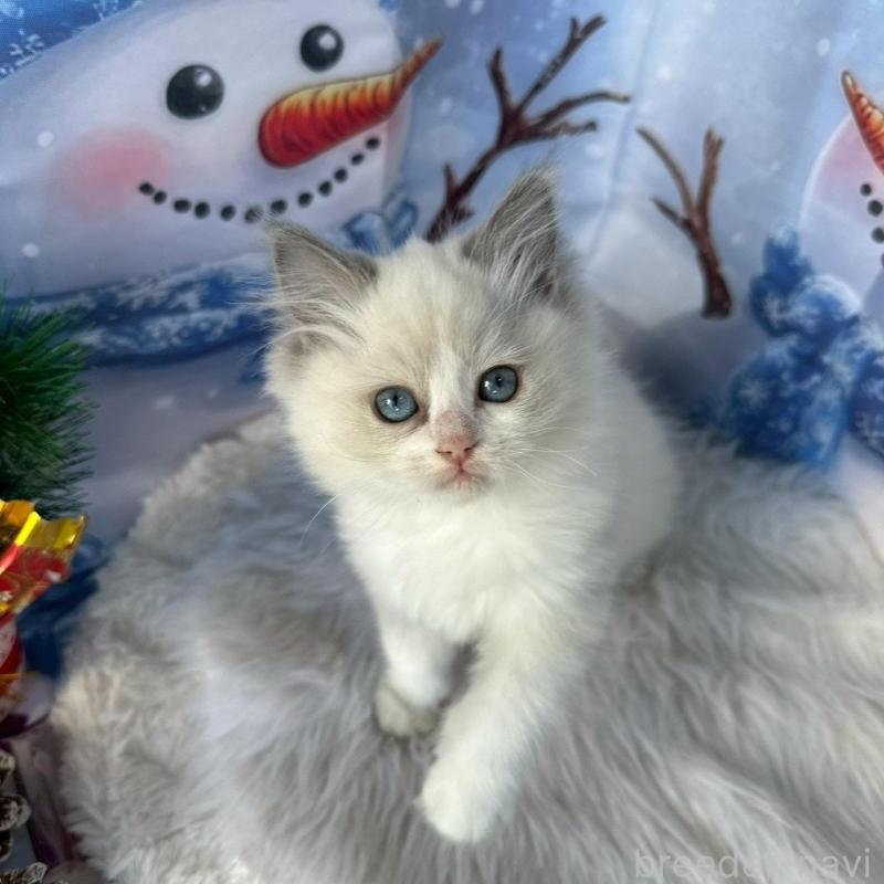 販売中の群馬県のラグドール-135124