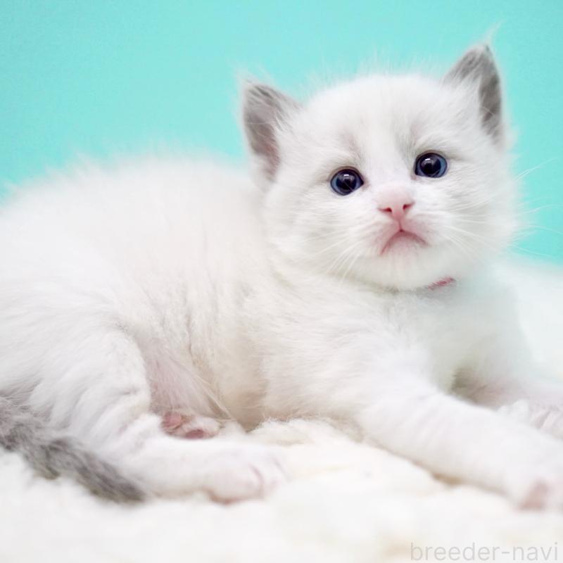 販売中の東京都のラグドール-135123