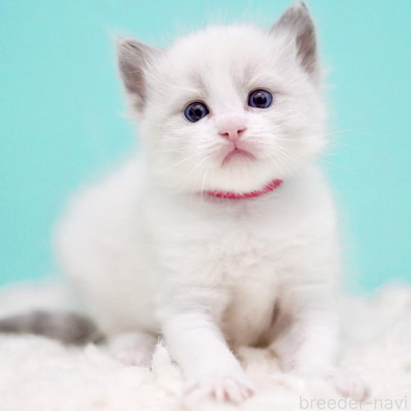 販売中の東京都のラグドール-135123の15枚目