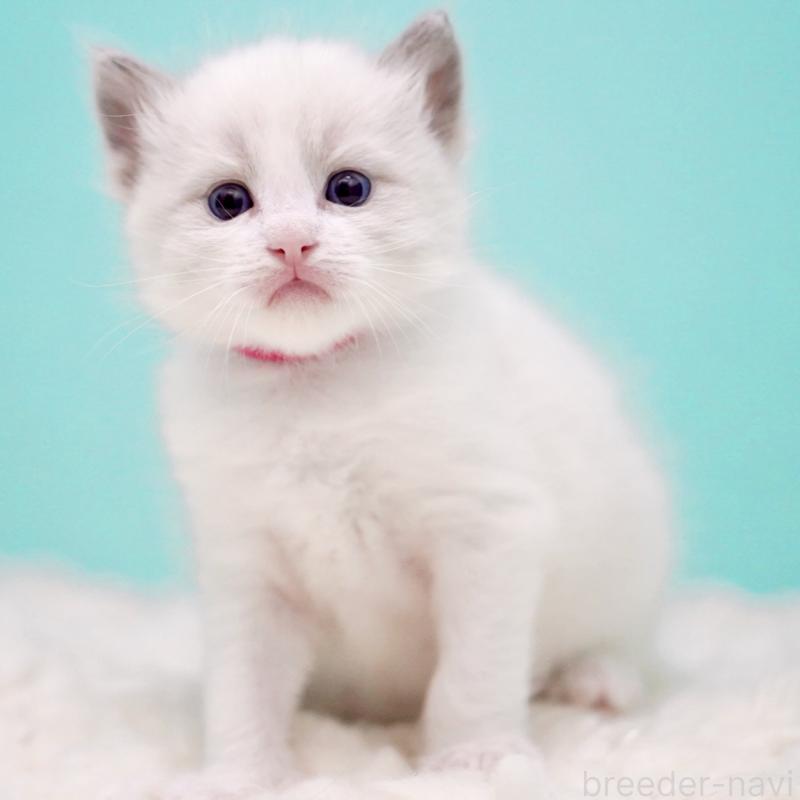 販売中の東京都のラグドール-135123の14枚目