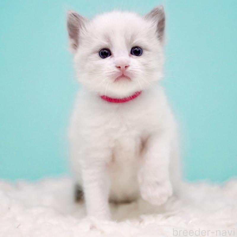 販売中の東京都のラグドール-135123の13枚目