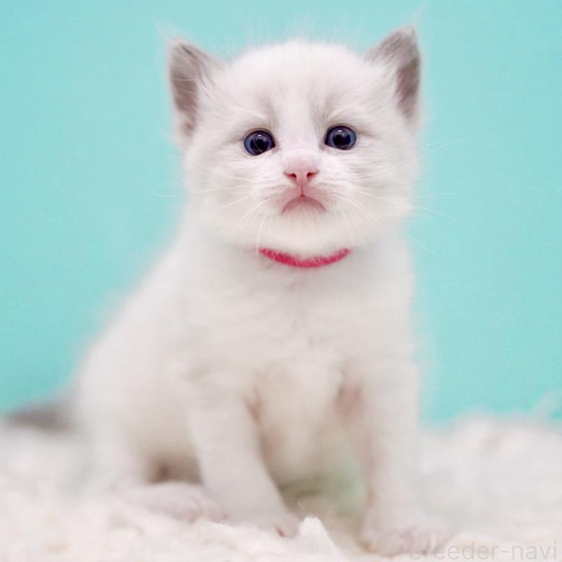 販売中の東京都のラグドール-135123の12枚目