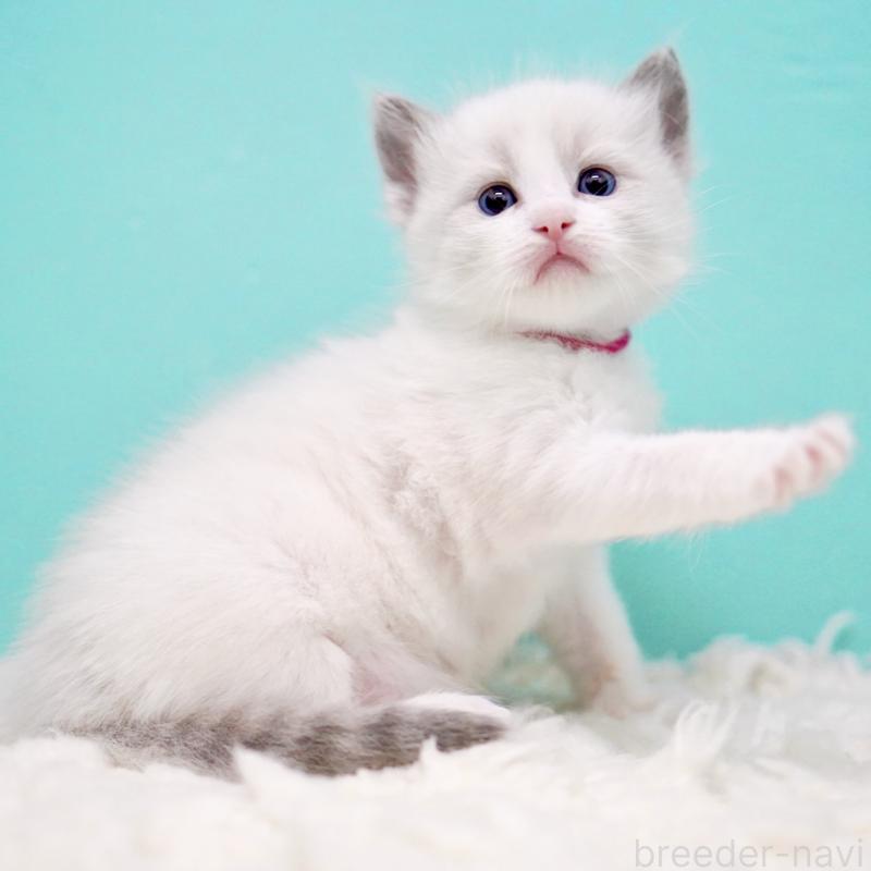 販売中の東京都のラグドール-135123の11枚目