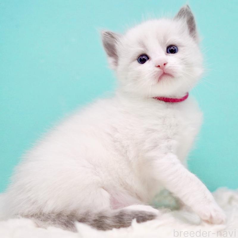 販売中の東京都のラグドール-135123の10枚目