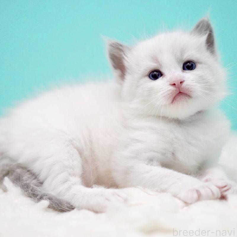 販売中の東京都のラグドール-135123の8枚目