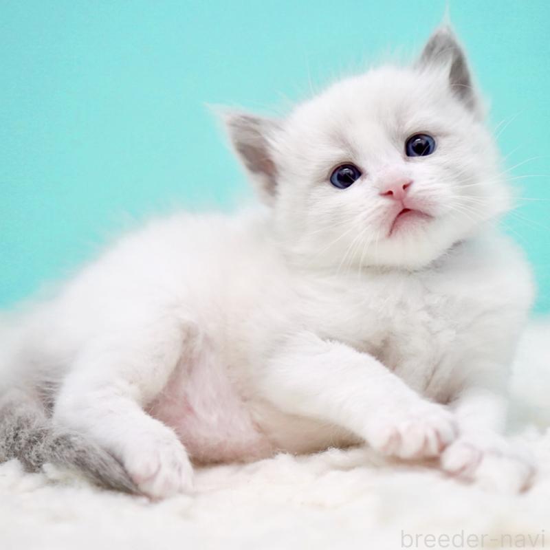 販売中の東京都のラグドール-135123の7枚目