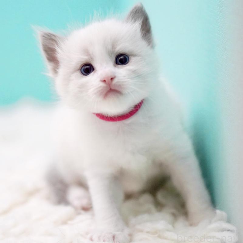 販売中の東京都のラグドール-135123の5枚目