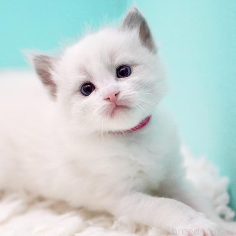 販売中の東京都のラグドール-135123の4枚目