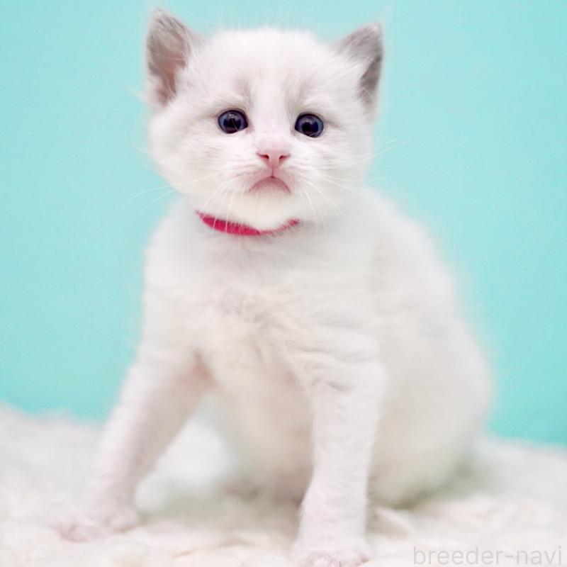 販売中の東京都のラグドール-135123の3枚目