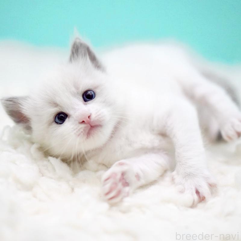 販売中の東京都のラグドール-135123の2枚目