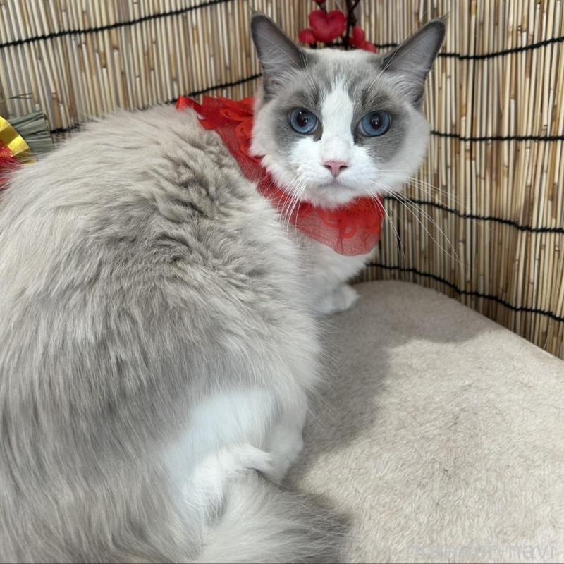 販売中の群馬県のラグドール-135125の4枚目