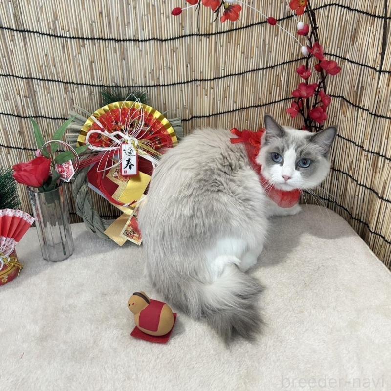 販売中の群馬県のラグドール-135125の3枚目