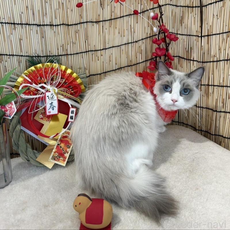 販売中の群馬県のラグドール-135125の2枚目