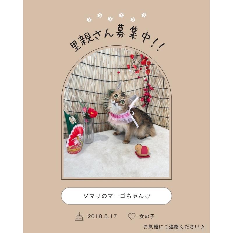 販売中の群馬県のソマリ-135126の5枚目