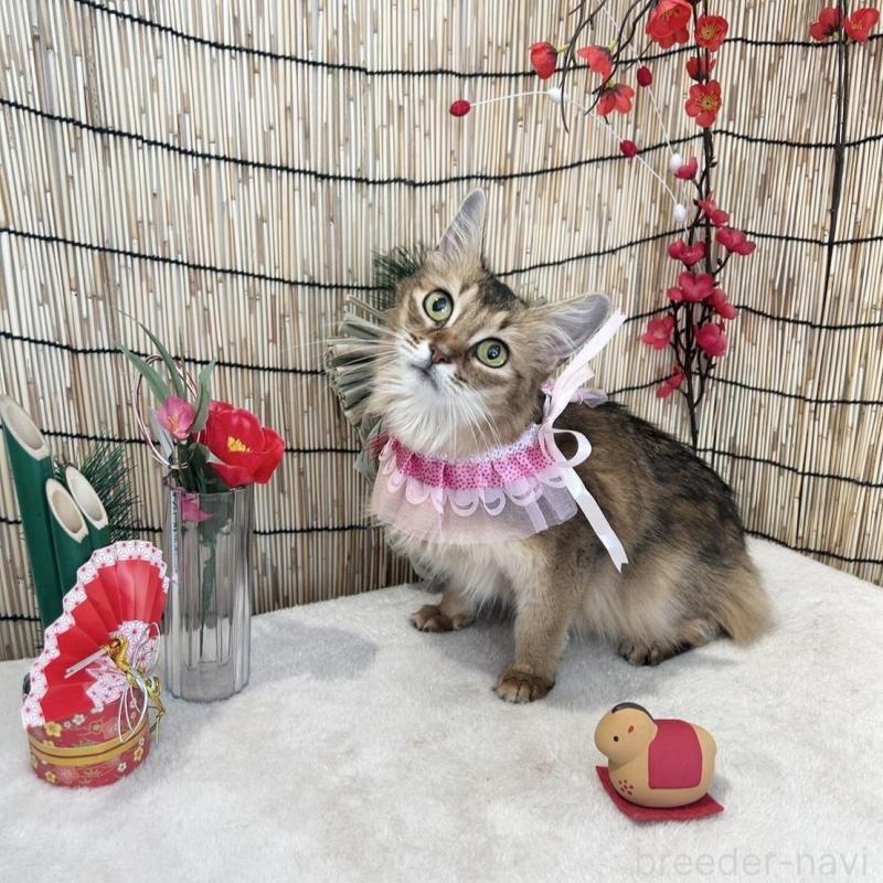 販売中の群馬県のソマリ-135126